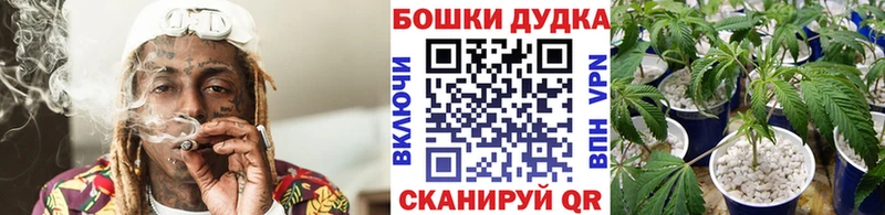 Бошки марихуана семена  цена   Гвардейск 